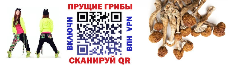 blacksprut рабочий сайт  Нефтегорск  Псилоцибиновые грибы GOLDEN TEACHER 